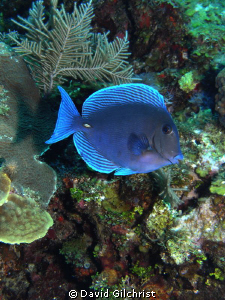 Atlantic Blue Tang -Surgeonfish sp. Roatan-SeaLife DC 1000 by David Gilchrist 